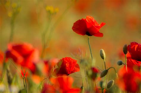 2048X1365 2048X1365 Free Awesome Poppy Coolwallpapers Me 2048X1365 2048X1365 Free Awesome Poppy Coolwallpapers Me