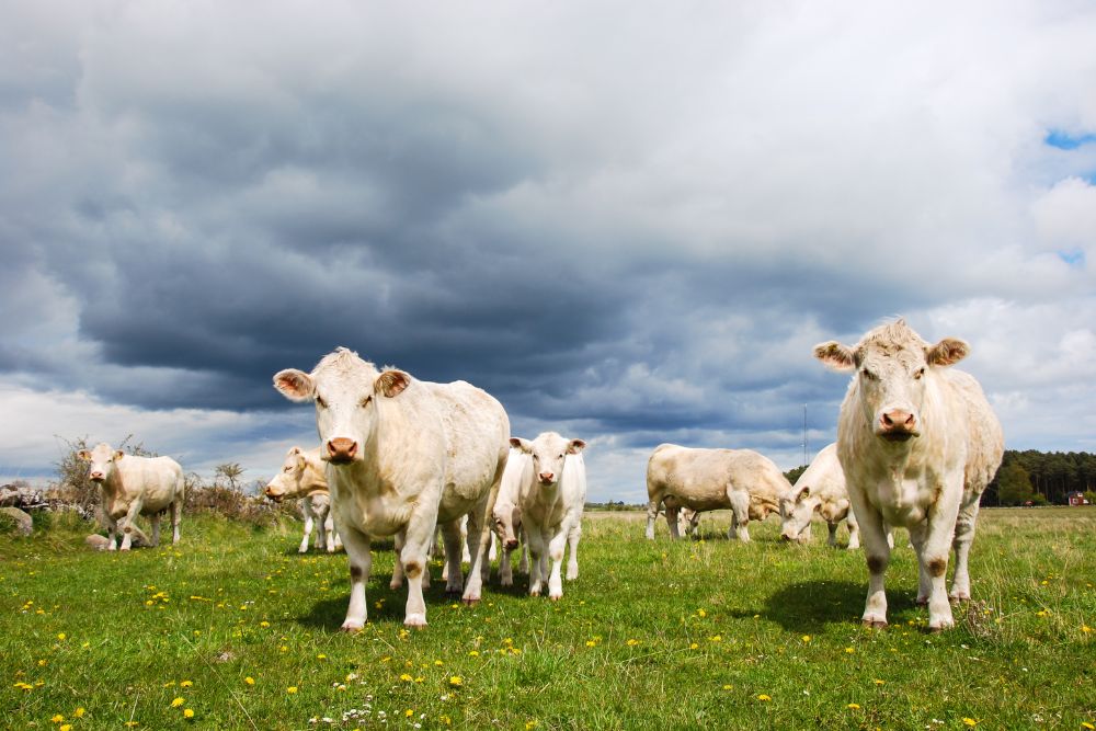 How To Determine Charolais Cattle Primary Use For Beef Production