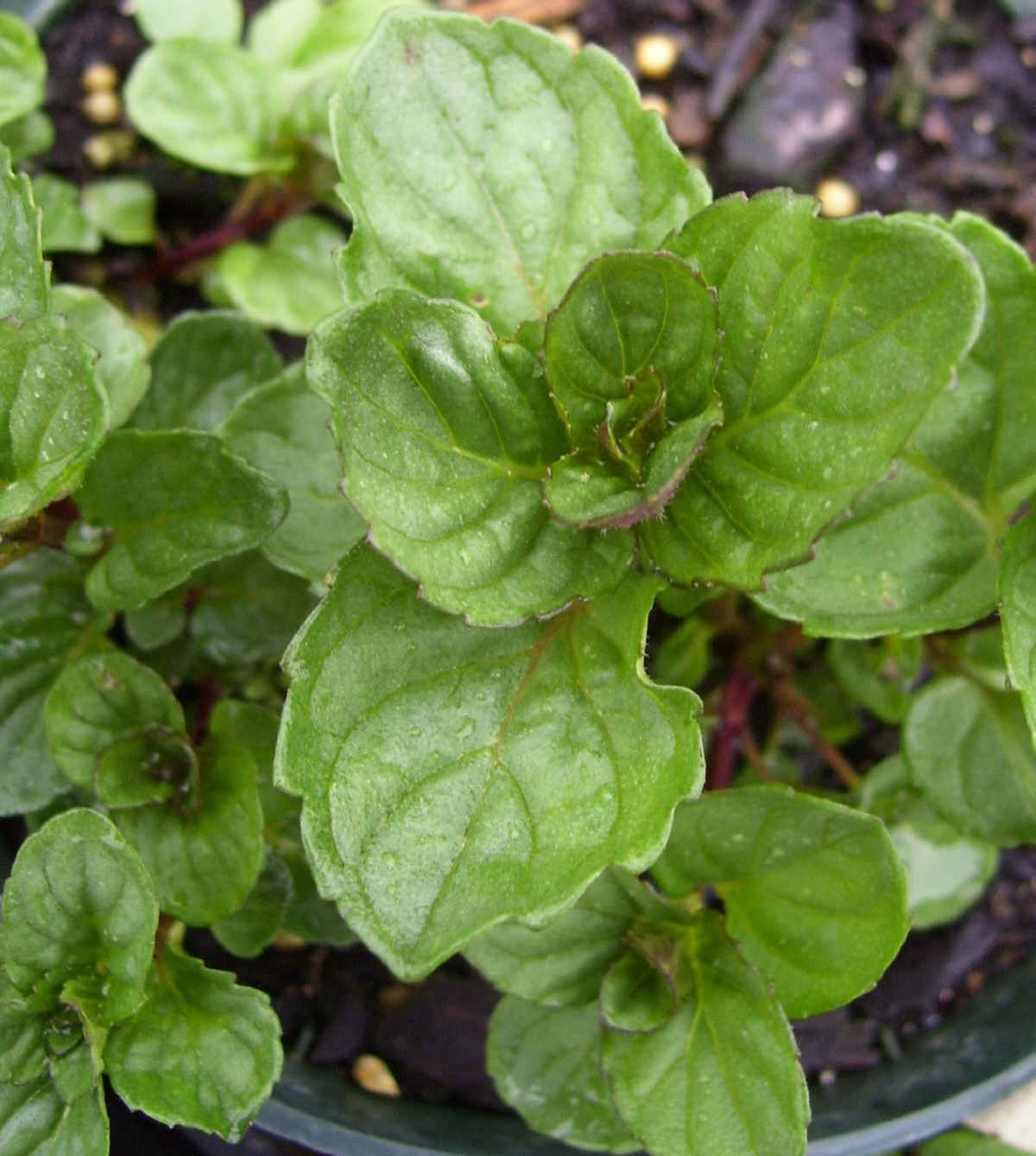Citrus Mint Sweet Control Quick Fix For Brighter Flavor In Minutes