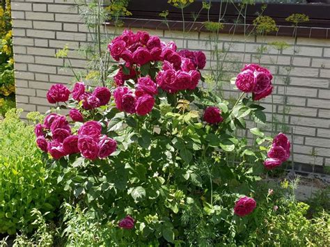 Dirk Amp 39 S Rose Guide Sophie Luise