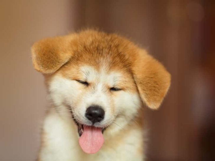 Do Giffaffes Have Black Tongues: Quick Answer