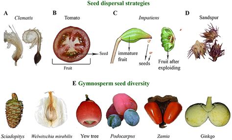 Do Seeds Come From Sperm: Unveiling Plant Reproduction Myths