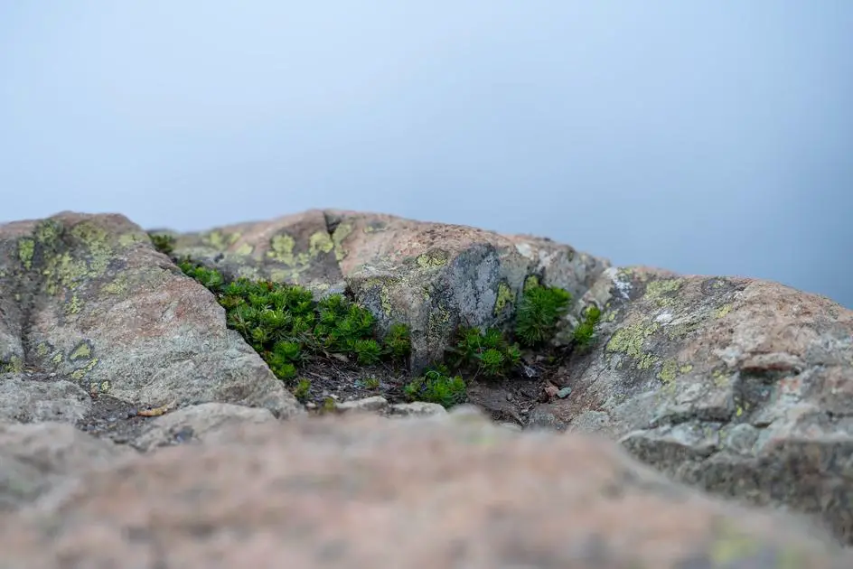 Does Gogurt Contain Algae: What's Really Inside Those Yogurt Tubes?