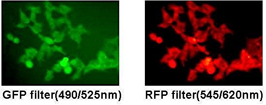 Hek293 Rfp Stable Cells