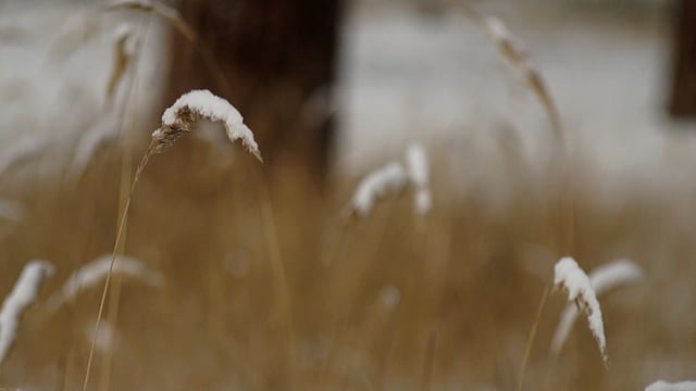 Plants In A Snow Forest: Adaptive Strategies And Seasonal Resilience