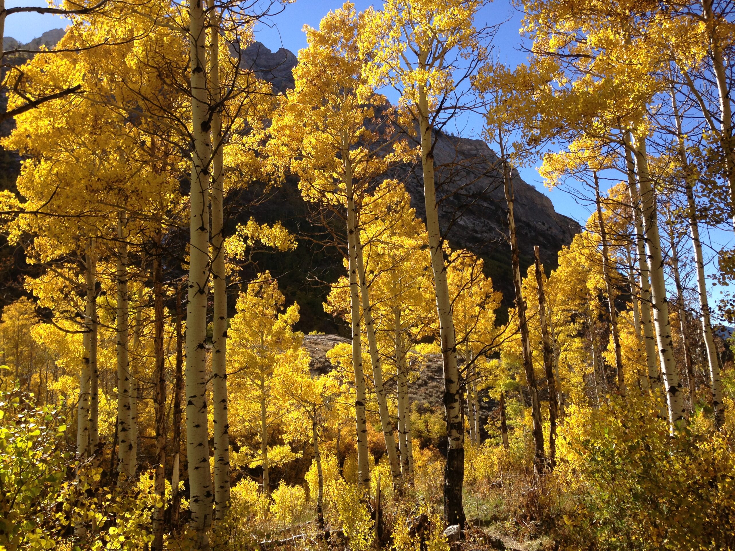 Genomic Insights Into Quaking Aspen Dna: Trembling Populus Genome