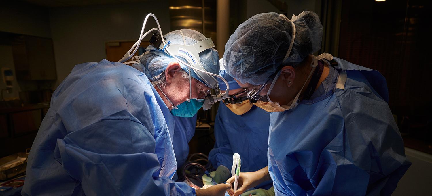 Stat Nyu Langone Kicks Off Recent Series Of Xenotransplant Firsts Nyu Langone News Stat Nyu Langone Kicks Off Recent Series Of Xenotransplant Firsts Nyu Langone News