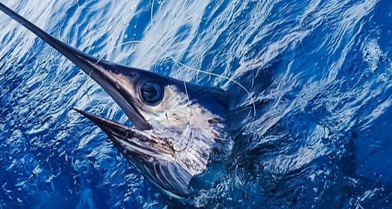 Swordfish The Billfish Foundation