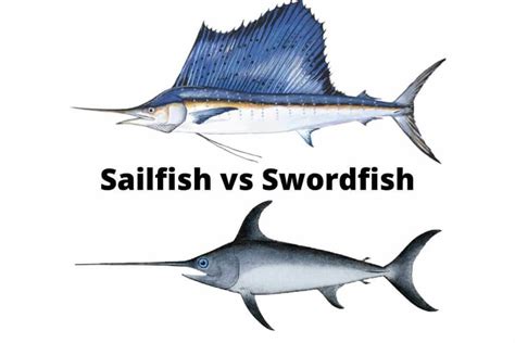 Swordfish Vs Sailfish: Investment Potential And Market Trends