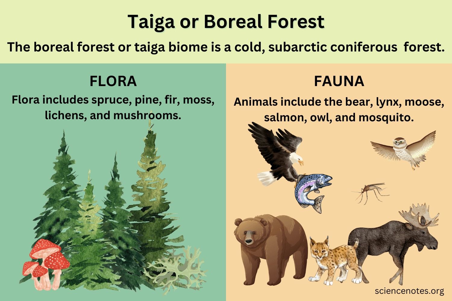 Tundra Biome Characteristics Flora Fauna