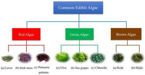 Master Types Of Algee In Food Today