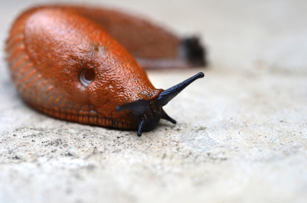 Why Are Snails And Slugs So Slow Positive Encouraging K Love