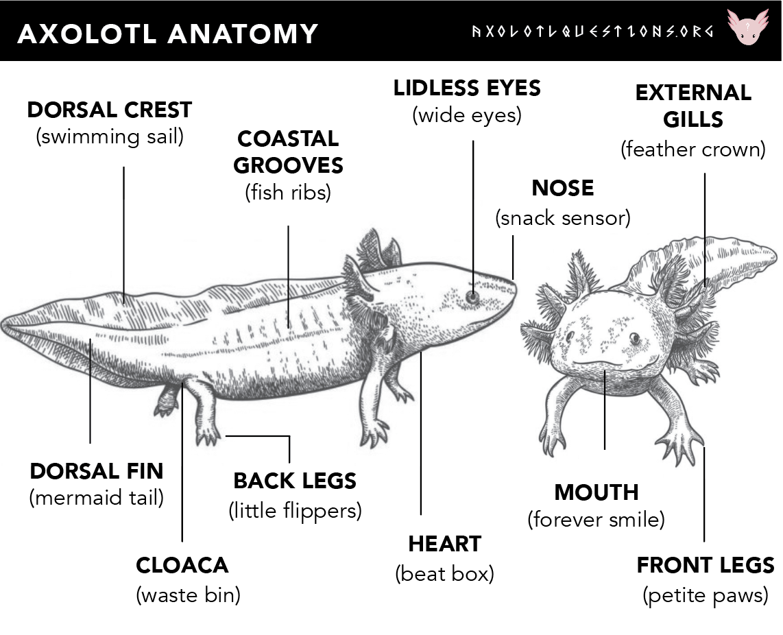 Discover Words To Describe Axolotl With Striking Clarity